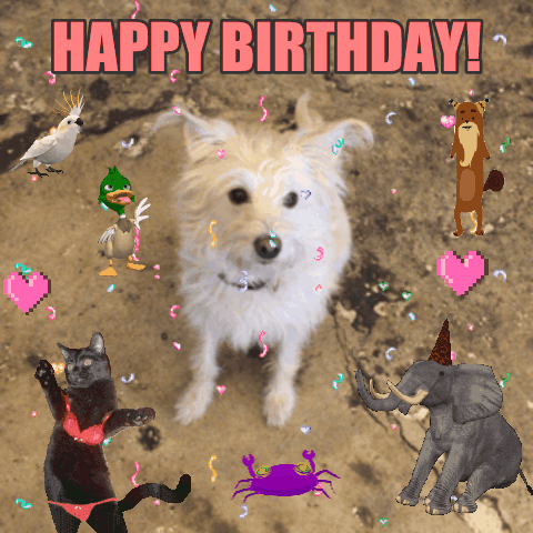 Featured image of post Happy Birthday Dog Gif Funny