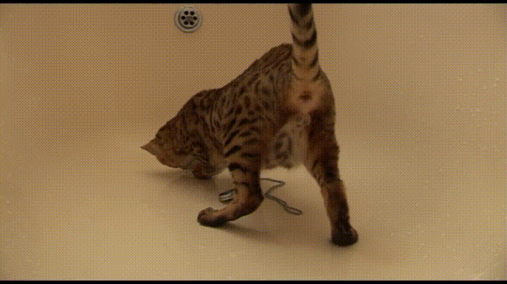Кошка потягивается гифка, открытка
