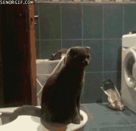 Wut Raiva Gata Gif On Gifer By Moonterror