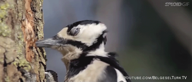 Slow motion GIF on GIFER - by Balladred