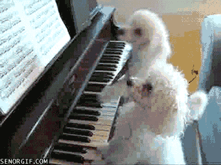 animal playing piano