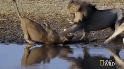 Lion nat geo wild lions GIF on GIFER - by Dolhala