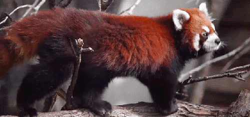 Gif Red Panda Monday Animated Gif On Gifer By Kazicage Gif Red Panda Monday Animated Gif On Gifer By Kazicage