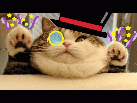 you are awesome gif cat
