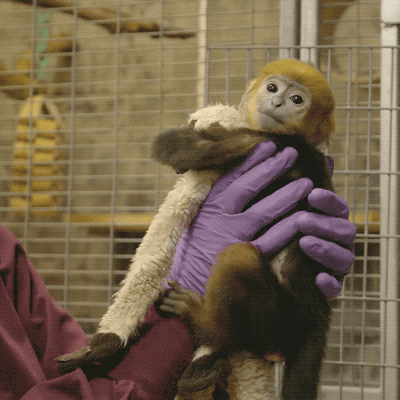Animales Baby Animals Monkey Gif On Gifer By Bloodshaper