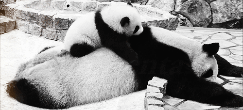 Панда фото. Панды обнимаются. День панды.