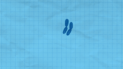 a simple animation of bacteria undergoing division