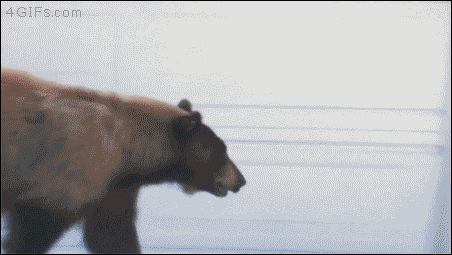 Scared bears know GIF on GIFER - by Gorg