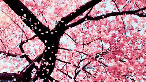 printemps fleurs de cerisier petales blossom spring nature Image, animated  GIF