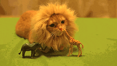 Cat funny lion GIF on GIFER - by Manaath