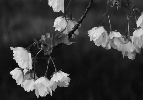 Ветви качаются. Увядший цветок. Весенние цветы черно белые. Цветы на ветру.