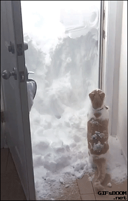 В окно кидают снежки. Кота завалило снегом. Кота занесло снегом. Кот замерз гиф. Кот застрял в снегу.