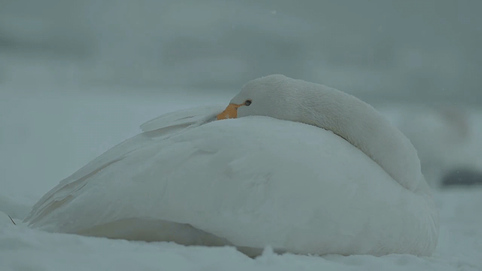 Какие птицы ночуют в снегу. Арктический Гусь. Снежный Гусь. Птицы прячутся в снегу.