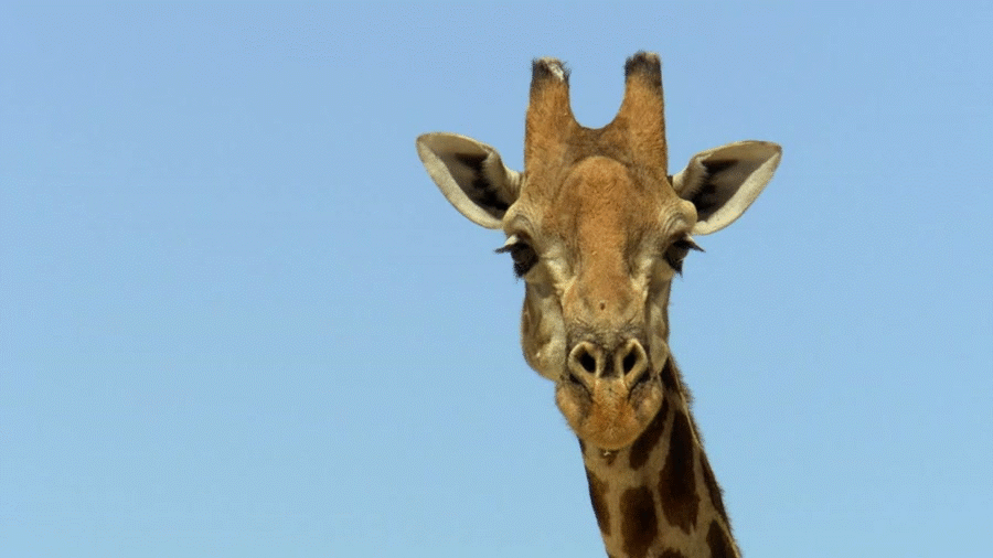 Скачать гифку жираф, - анимированный gif Скачай gif анимацию жираф, гиф. 