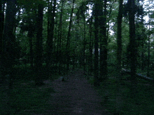 dark forest gif