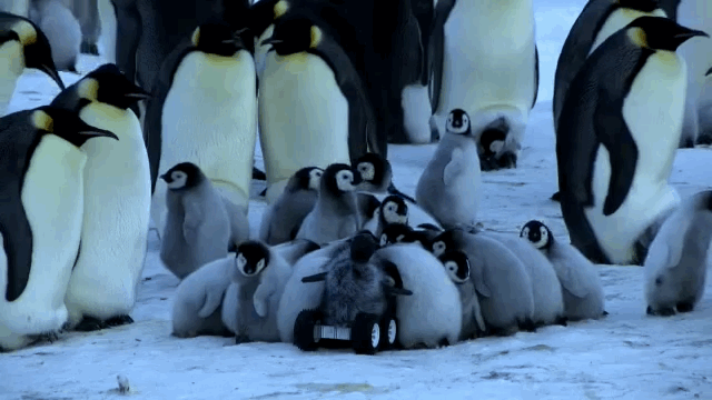 Robot Penguin Penguin Gif On Gifer By Andromaath