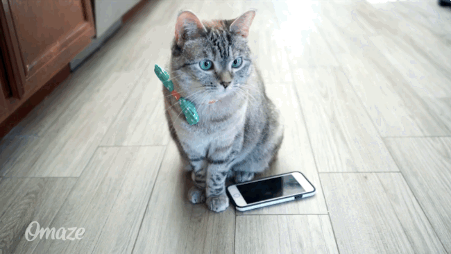 Скажи привет телефон. Котик с телефоном. Котик ждет. Кот ждет гиф. Гифка котик ждет.
