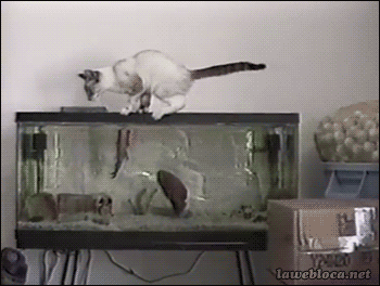 Fish cat fail aquarium GIF on GIFER - by Steelstaff