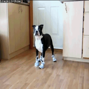 dogs with shoes funny