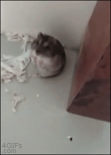 3qGK.gif