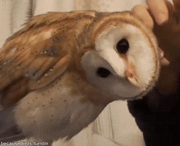 GIF owl spin fat - animated GIF on GIFER - by Akinris