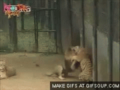 Lion Killed Tiger Le Tigre Gif On Gifer By Blackfont