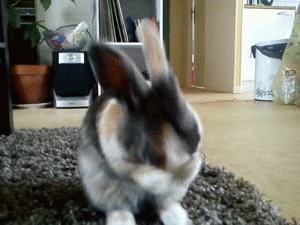 Кролики гифки. Смешной заяц. Кролик gif. Танцующий кролик.