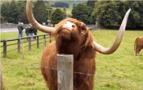 Cow GIFs - Get the best gif on GIFER
