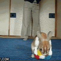 Animals ball rabbit GIF on GIFER - by Darkbeard