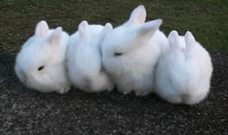 Rabbit chiling four GIF on GIFER - by Saigrinn