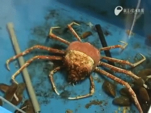 Giant Spider Crab Gif On Gifer By Alsahelm