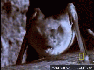 Image result for vampire bat gif