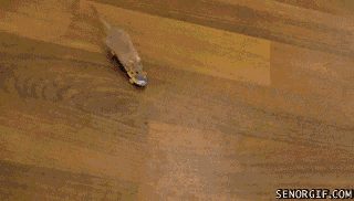 https://i.gifer.com/40lO.gif
