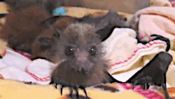 AKI GIFS: Gifs animados de Morcego