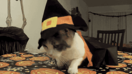 Cat costume halloween GIF on GIFER - by Zulkibei