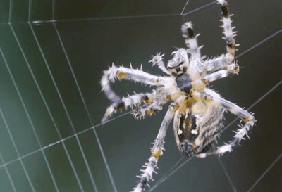 Spider educational GIF on GIFER - by Whitesmasher