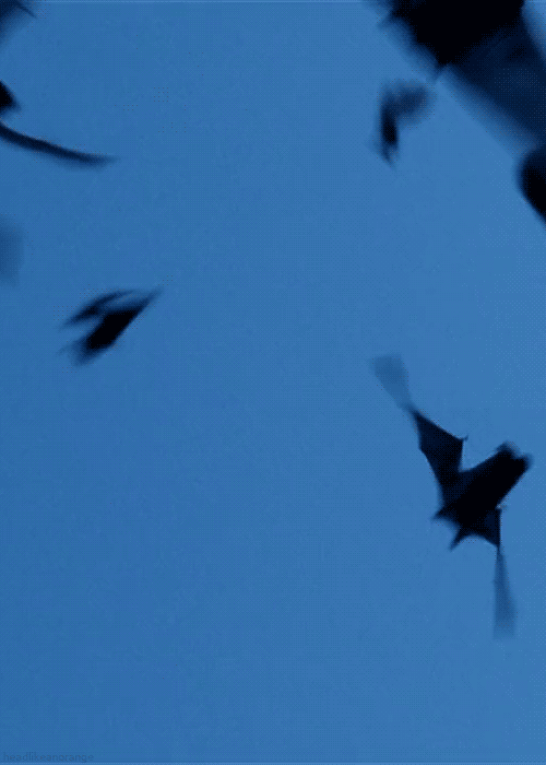 Gif Bat Bats Dghj Animated Gif On Gifer By Blackconjuror