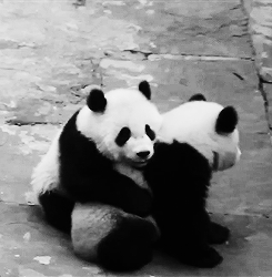 Panda Gif On Gifer By Shaktilkree