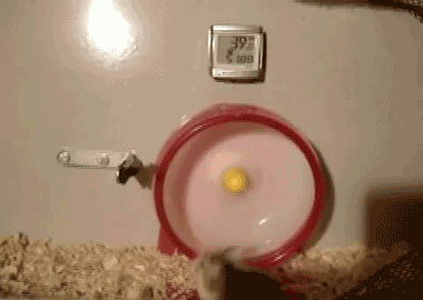 Funny animals running GIF on GIFER - by Bordin