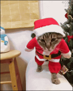 Top 4 best funny cat Stickers, funny cat sticker gif #2021