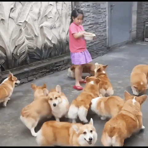 For Queen And Corgi Gifs Get The Best Gif On Gifer