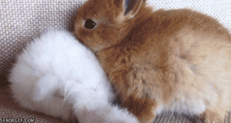 baby bunny gif