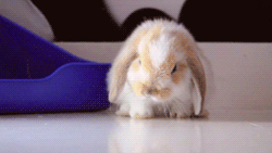 4C4w.gif
