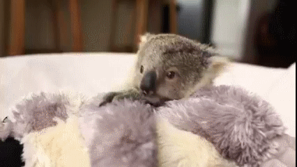 Cutest gif of the day  Baby animal videos, Baby animals, Cute animals