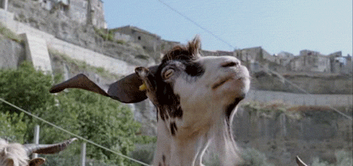 Le quattro volte four times goat GIF on GIFER - by Grilore