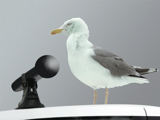 GIF microphone seagull mic check - animated GIF on GIFER - by ...