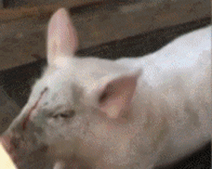 Party Disco Cochon Gif Sur Gifer Par Dumuro