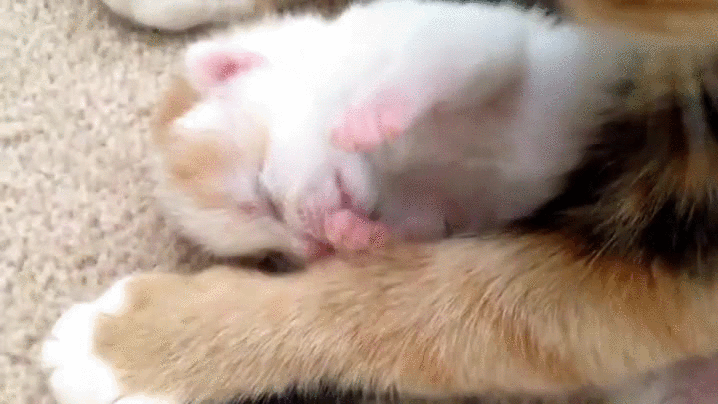 kitten sucking thumb