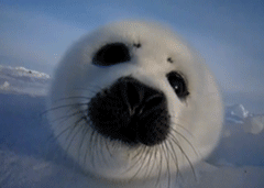 Make Bebe Cair Gif On Gifer By Thundersmasher