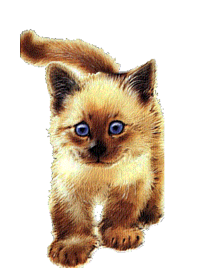 Гифка котенок прозрачный гиф картинка, скачать анимированный gif на GIFER  от Gat